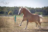 Willi