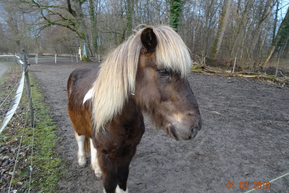 Dagur