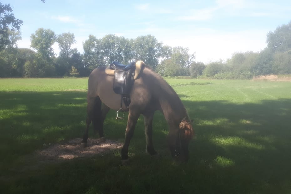 Kettlingur auf Wiese